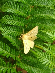 Cinommata bistrigata