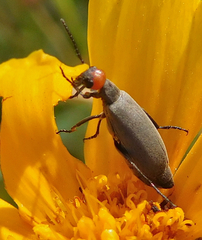 Epicauta atrata