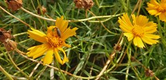 Epicauta atrata