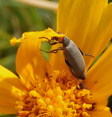 Epicauta atrata