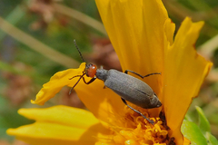Epicauta atrata