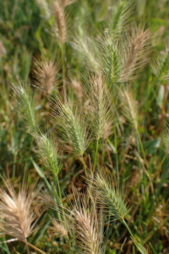 Image of Hordeum marinum by no rights reserved