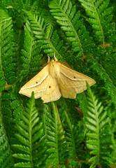 Cinommata bistrigata