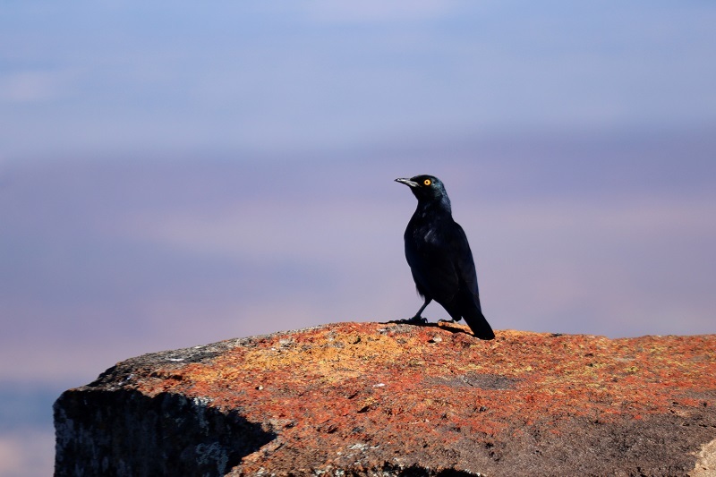 Pale-winged Starling illustration