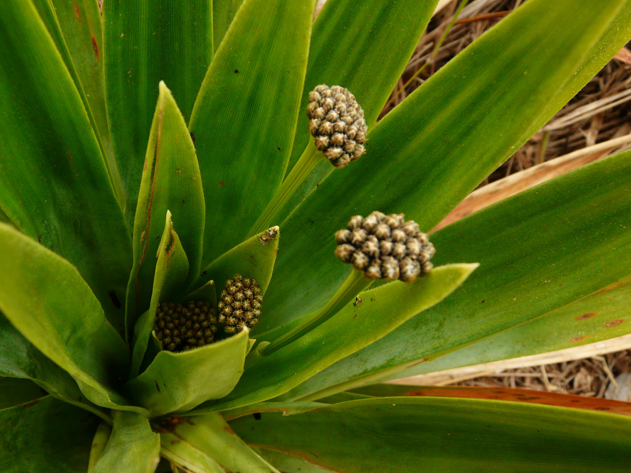 Paepalanthus planifolius