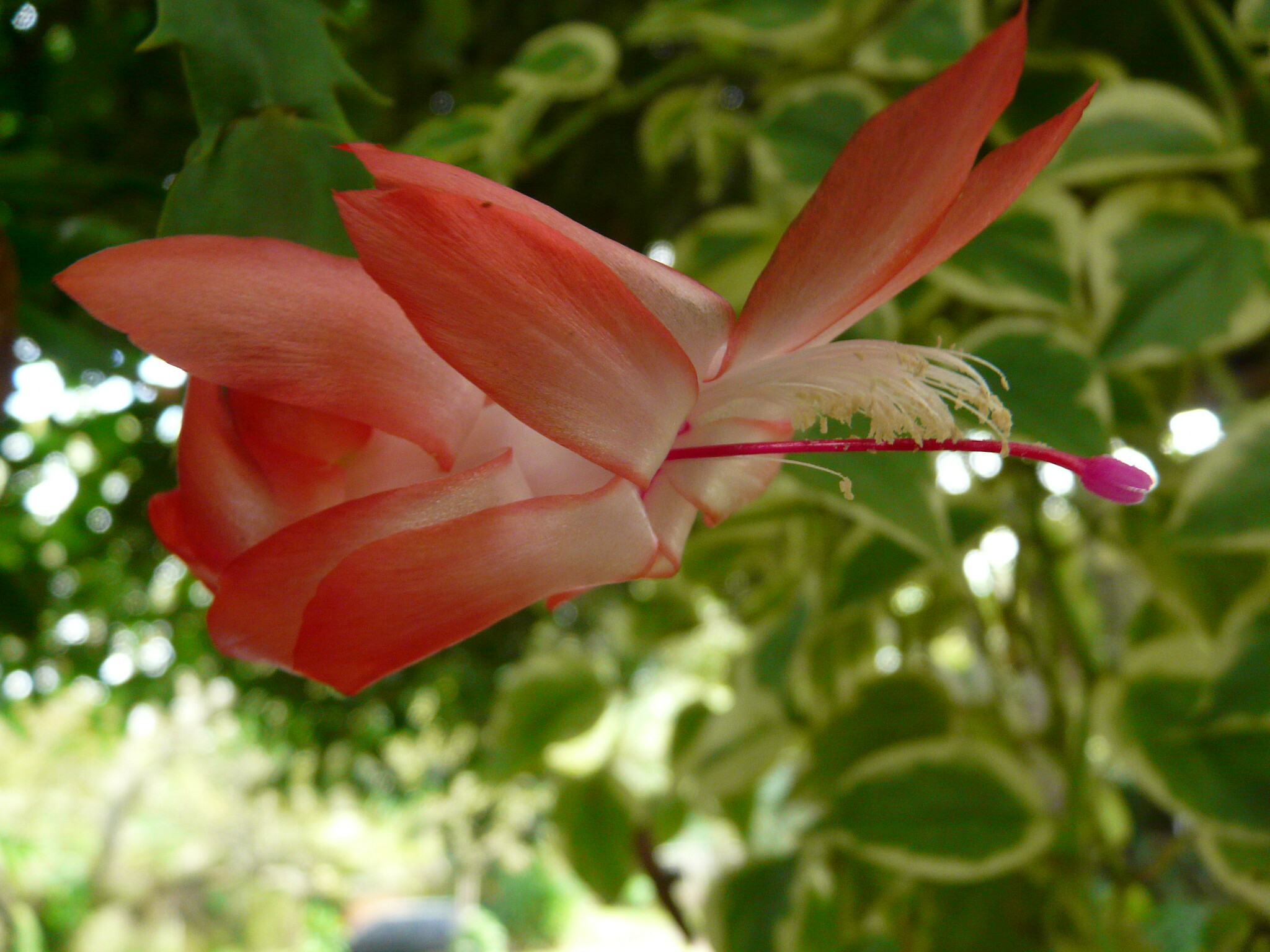 Imagem de Flor-de-maio