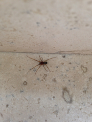 Araneae