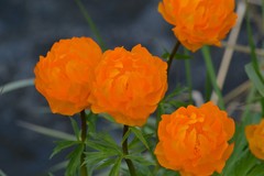 Trollius altaicus