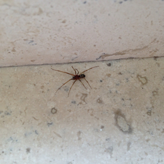 Araneae