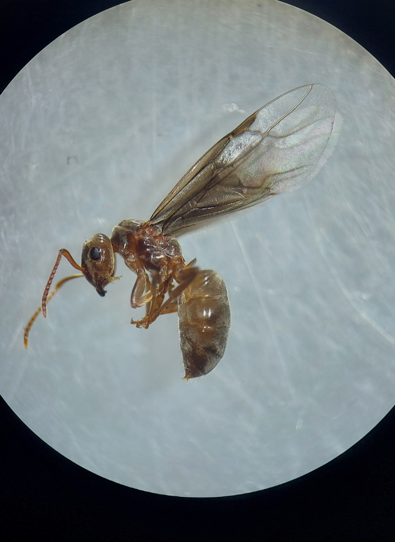 Lasius sabularum