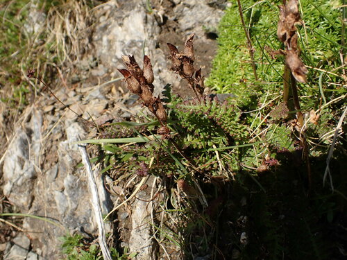 Image of Pyrenean Lousewort (Pedicularis pyrenaica) by (c) Franck Cabot, some rights reserved (CC BY)