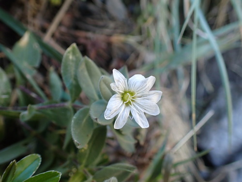 Cerastium pyrenaicum, photograph 5