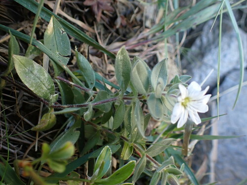 Cerastium pyrenaicum, photograph 4