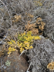 Lomatium insulare