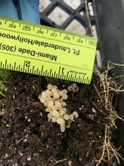 Zachrysia provisoria