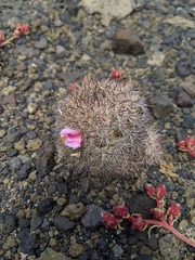 Mammillaria blossfeldiana shurliana