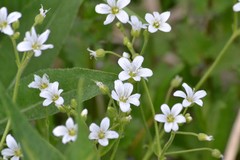 Cerastium pauciflorum
