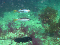 Parapristipoma octolineatum