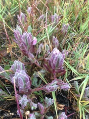 Chloropyron maritimum palustre