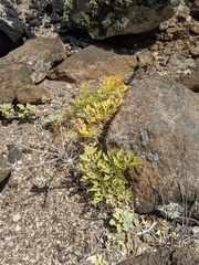 Lomatium insulare