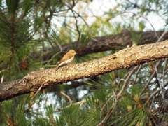 Muscicapa striata tyrrhenica