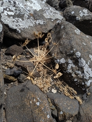 Lomatium insulare