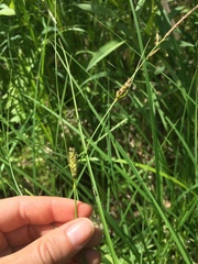 Carex pellita