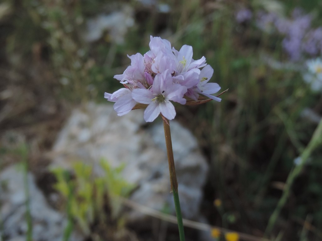 Armeria majellensis