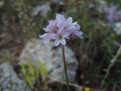 Armeria saviana