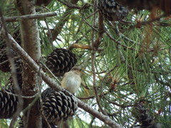 Muscicapa striata tyrrhenica