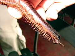 Archispirostreptus gigas