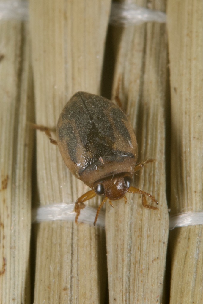 Haplotrinchus Inaequalis Hygrotus inaequalis from Csákberény, 8073 Hungary on August 14, 2024 at ...
