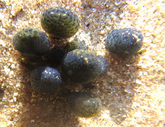 Eudistoma caeruleum