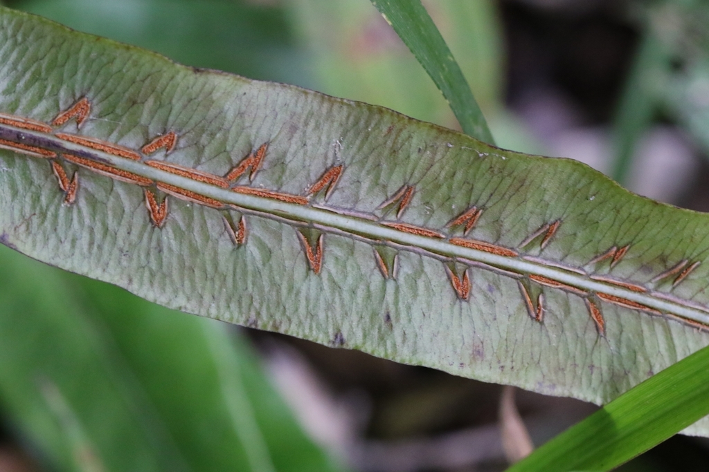 Woodwardia harlandii (Woodwardia harlandii)