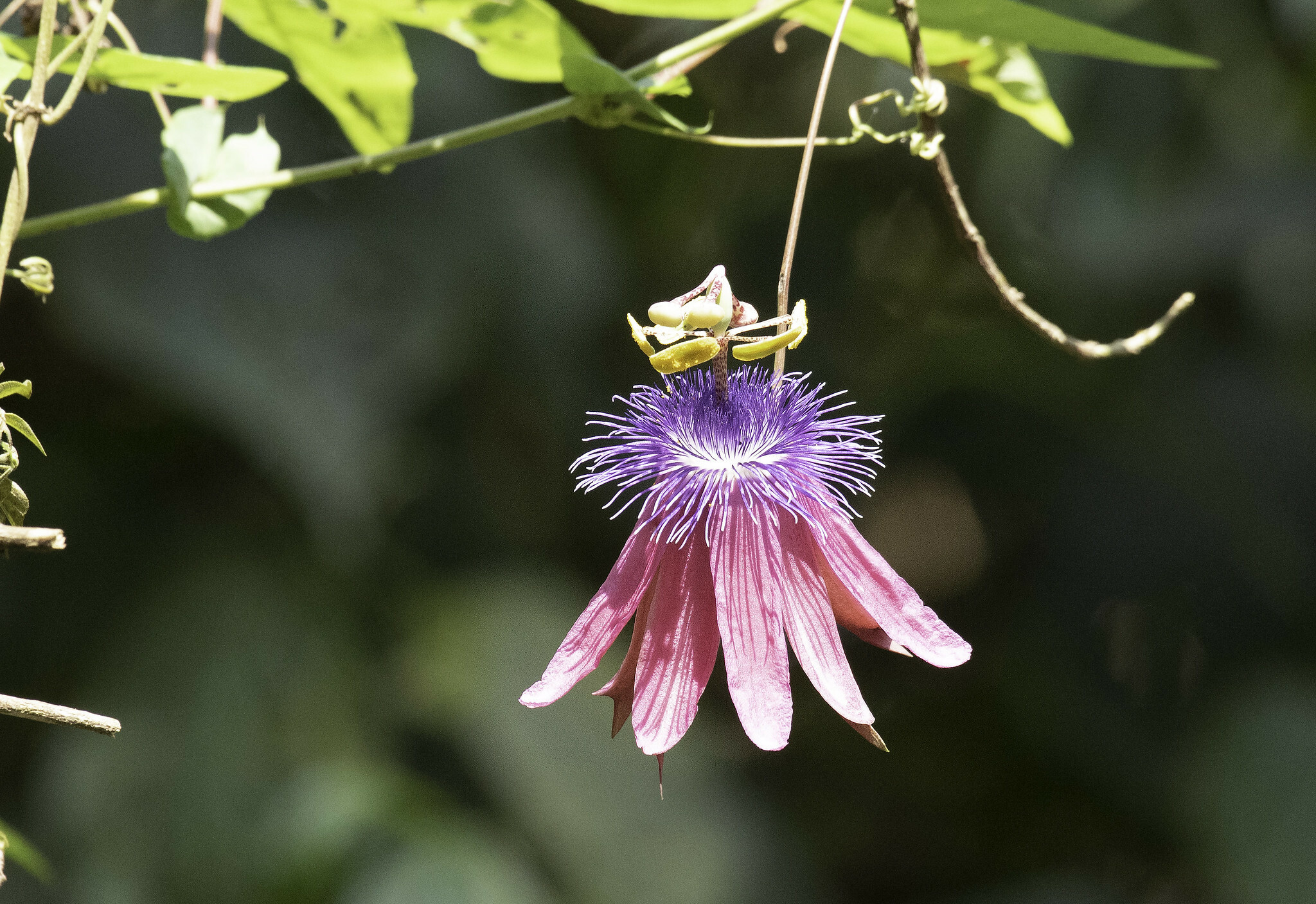 Passiflora loefgrenii