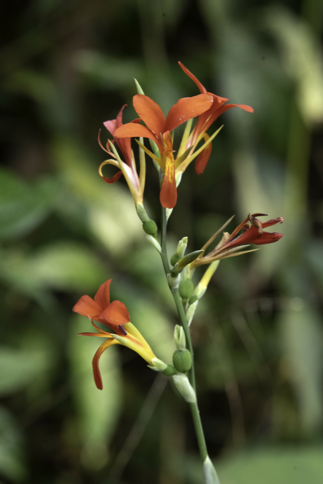 Canna indica