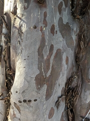 Cupressus guadalupensis
