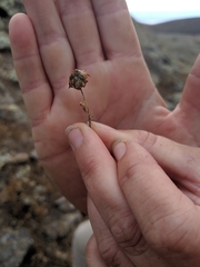 Trifolium palmeri