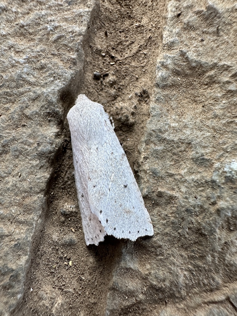 Mallomus batiola