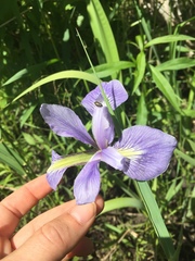 Iris virginica