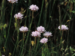 Armeria saviana