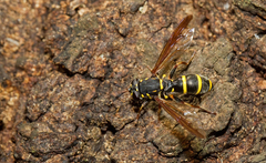 Sphiximorpha subsessilis