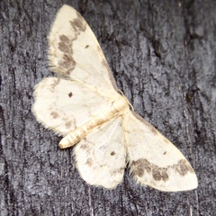 Idaea trigeminata