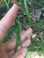 Carex leptonervia