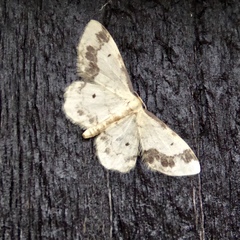Idaea trigeminata