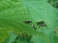 Agrilus ruficollis