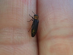 Agrilus ruficollis