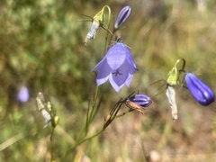 Campanula rotundifolia