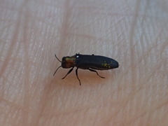 Agrilus ruficollis