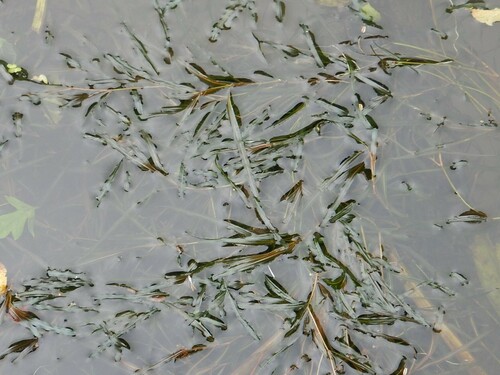 Blunt-leaved pondweed (Potamogeton obtusifolius)
